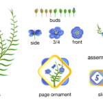 Linum lewisii Slide Illustrations